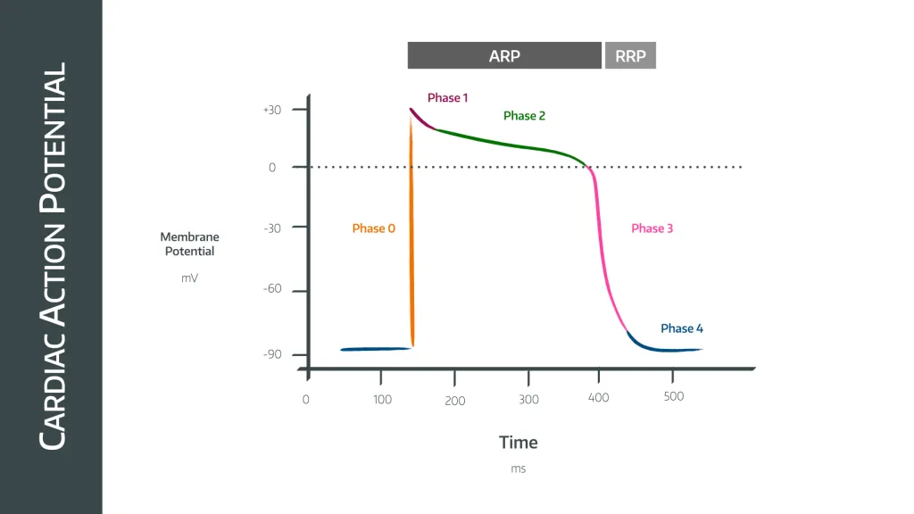 graph of cardiac action potential