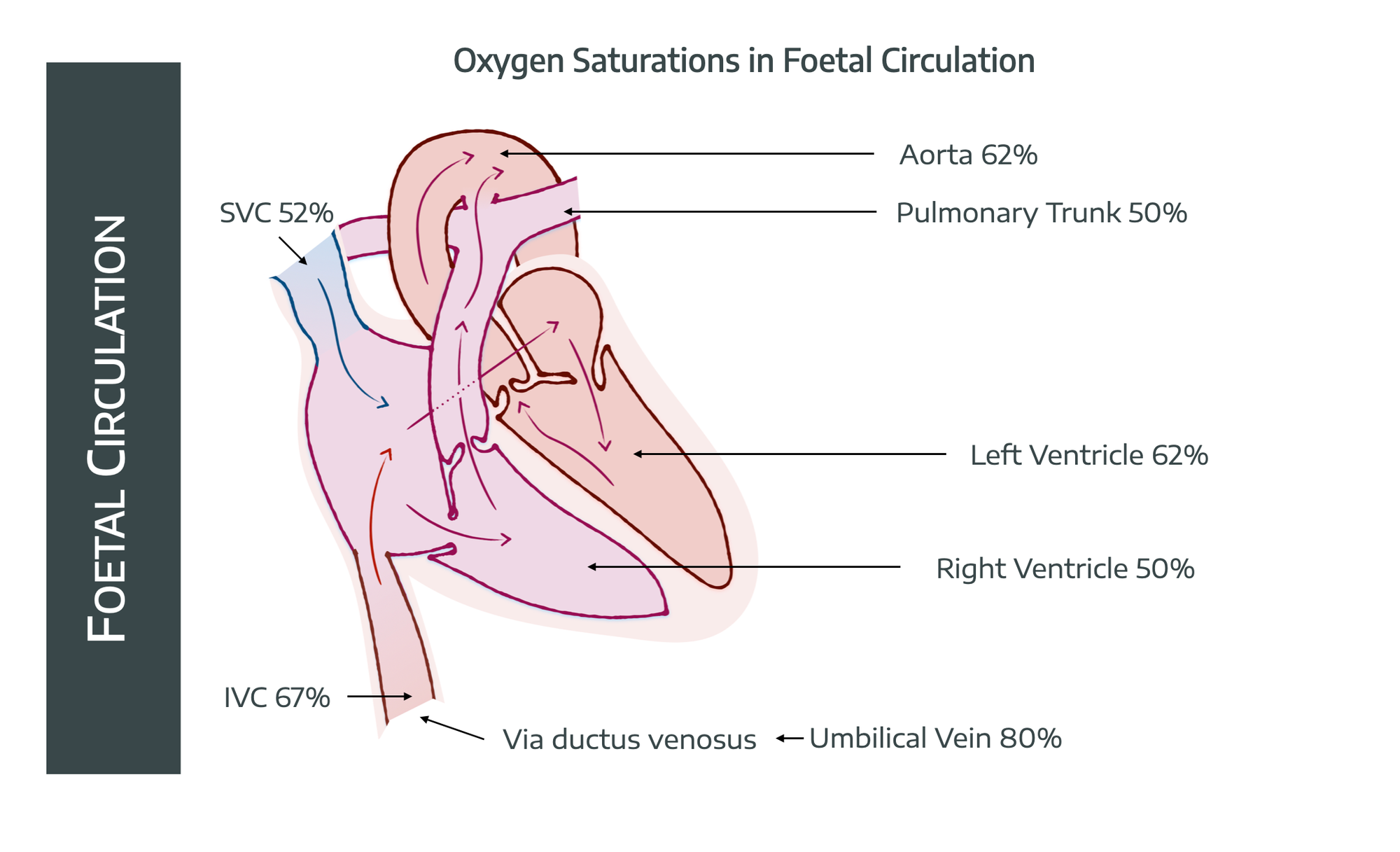 Foetal Circulation