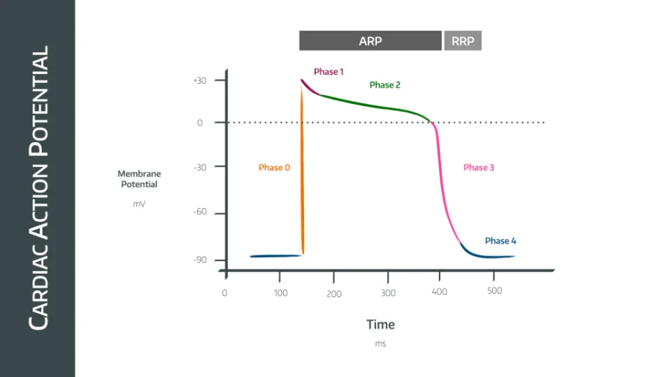 The Cardiac Action Potential