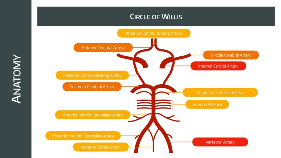 The Circle of Willis