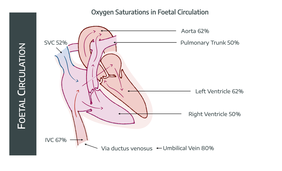 Foetal Circulation